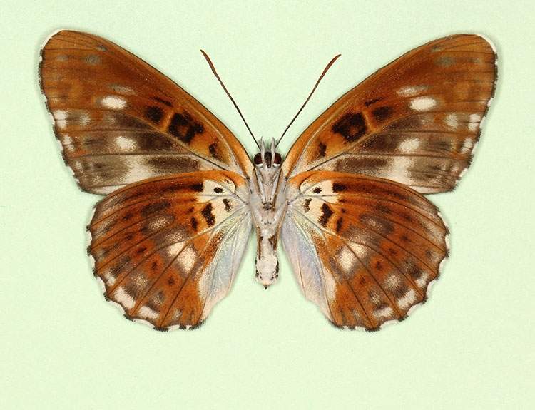 Limenitis camilla female (aberrant form obliterae, verso 2) (Internet Image property of respective owner, non-commercial use only)